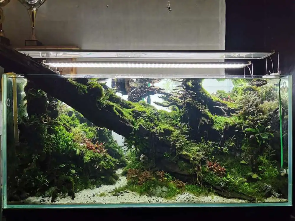 Step by step progression IAPLC 2020 Rank 232