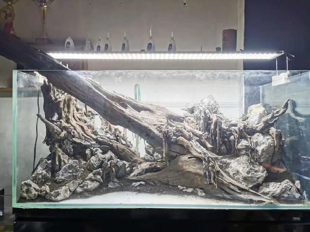 Step by step progression IAPLC 2020 Rank 232