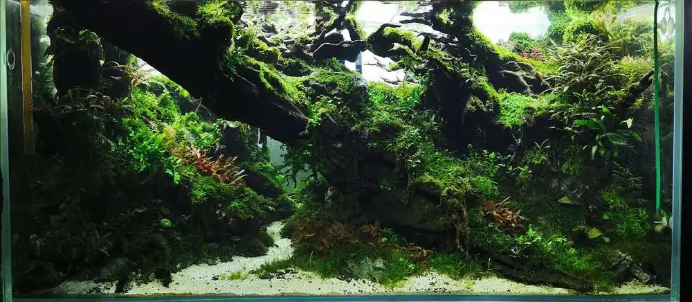 Step by step progression IAPLC 2020 Rank 232