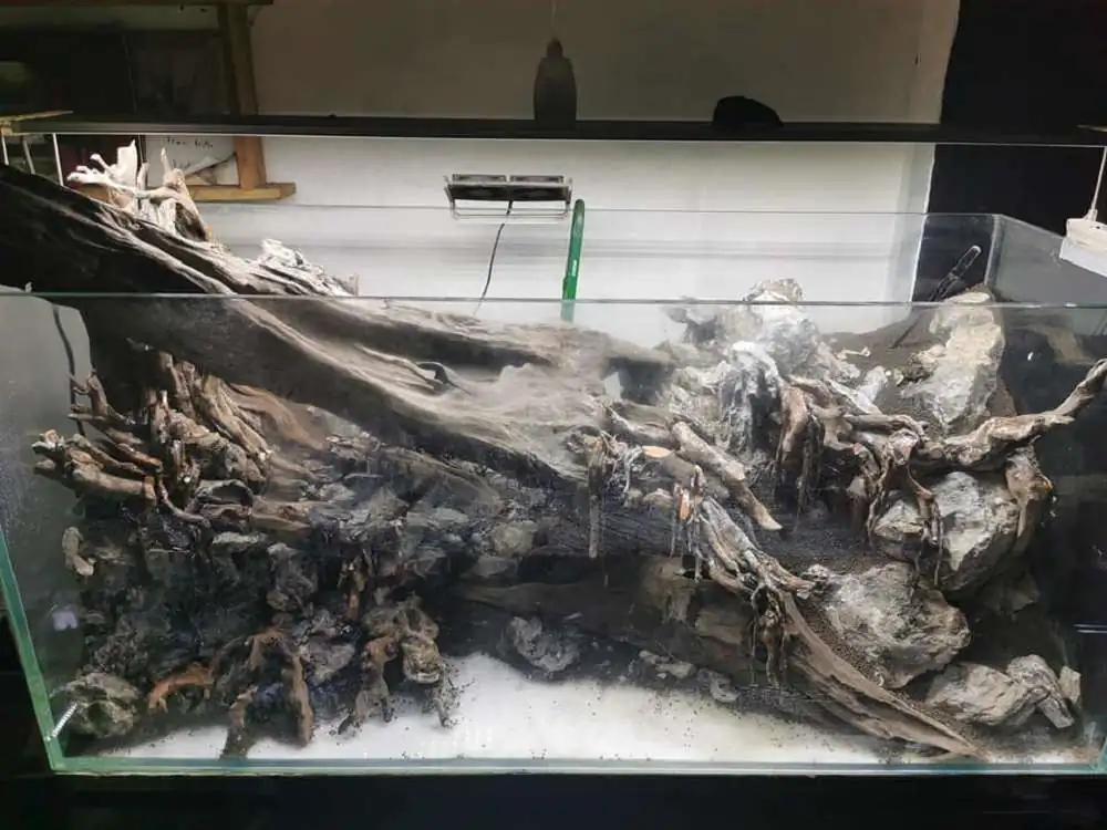 Step by step progression IAPLC 2020 Rank 232