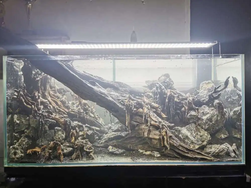 Step by step progression IAPLC 2020 Rank 232