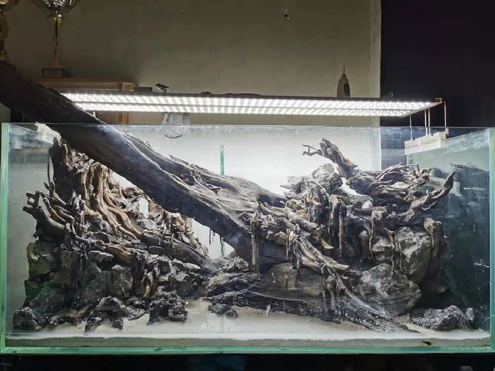 Step by step progression IAPLC 2020 Rank 232