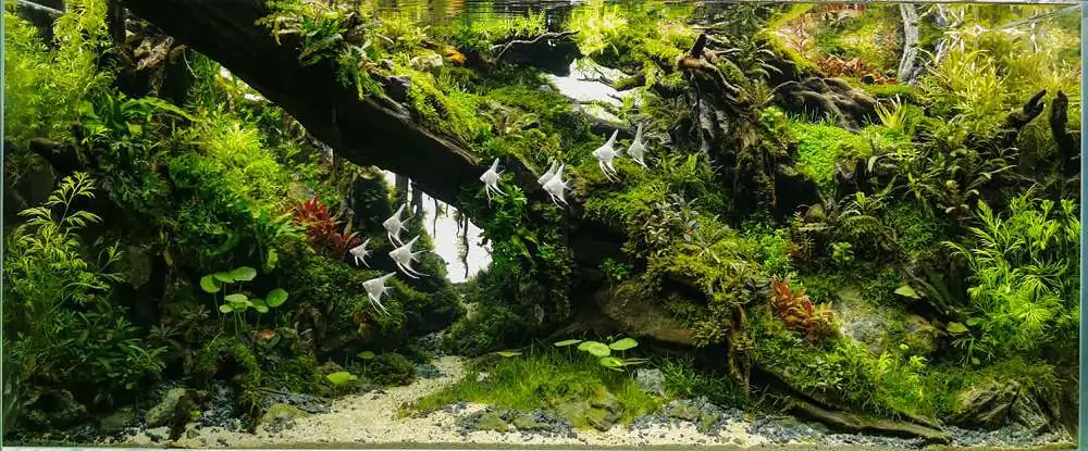 Step by step progression IAPLC 2020 Rank 232