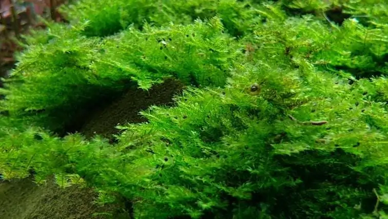 Step by step progression IAPLC 2020 Rank 254 - When the flood passed