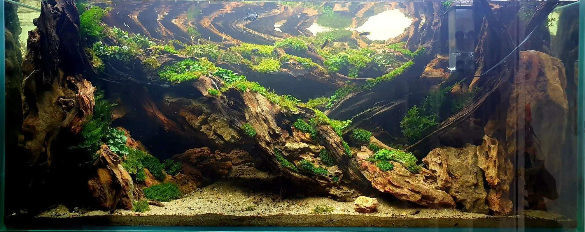 Step by step progression IAPLC 2020 Rank 254 - When the flood passed