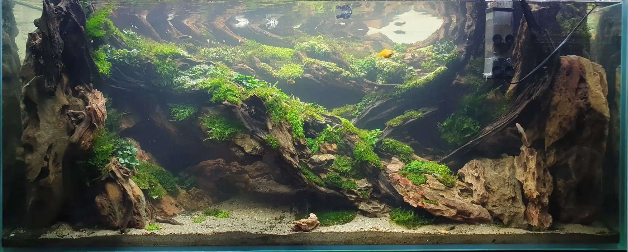 Step by step progression IAPLC 2020 Rank 254 - When the flood passed