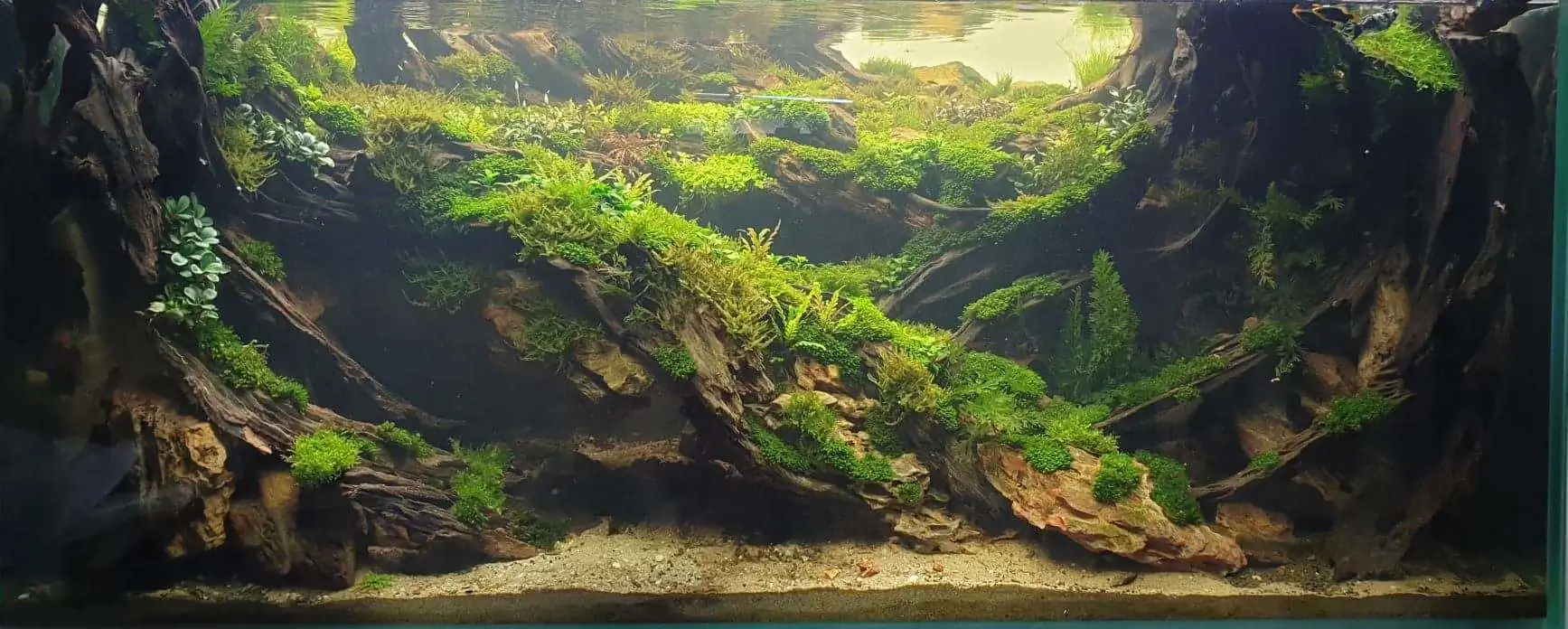 Step by step progression IAPLC 2020 Rank 254 - When the flood passed