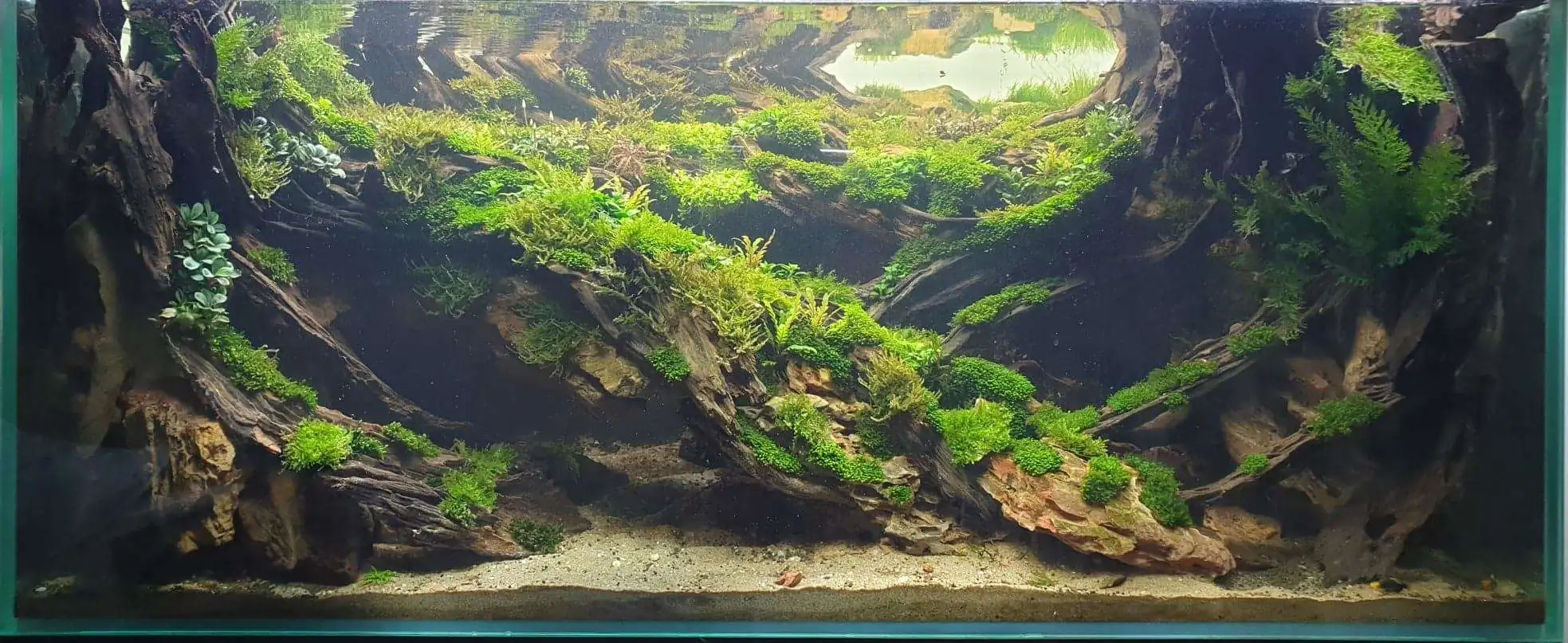 Step by step progression IAPLC 2020 Rank 254 - When the flood passed