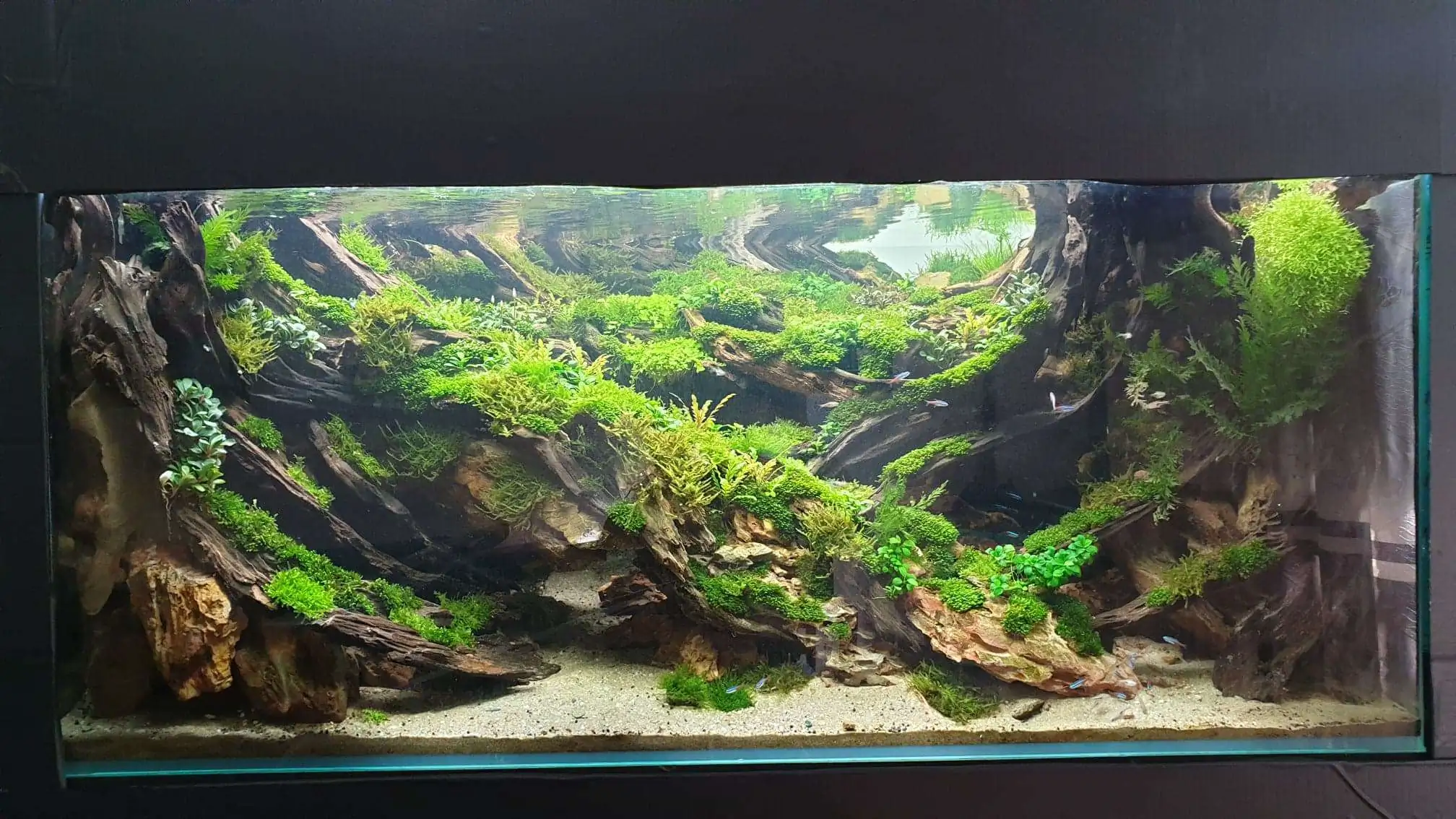 Step by step progression IAPLC 2020 Rank 254 - When the flood passed