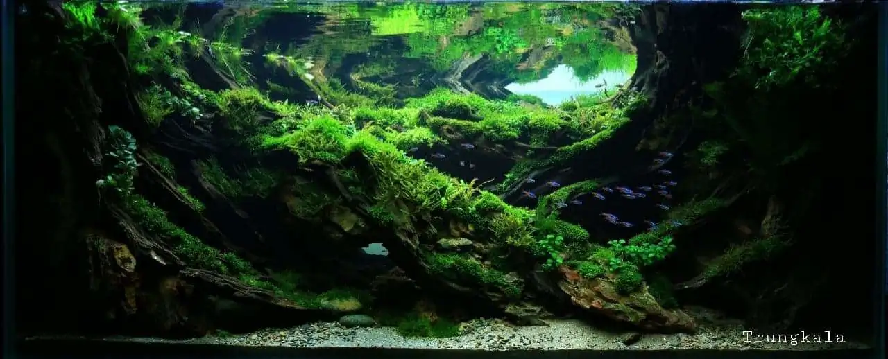 Step by step progression IAPLC 2020 Rank 254 - When the flood passed