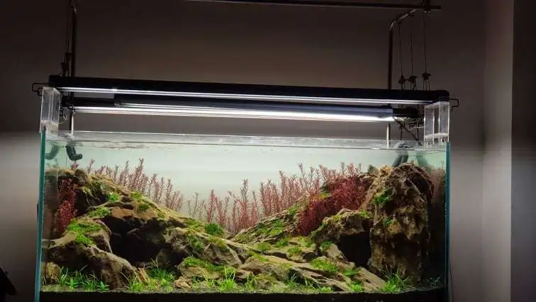 Step by step progression IAPLC 2020 Rank 254 - When the flood passed