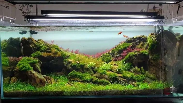 Step by step progression IAPLC 2020 Rank 254 - When the flood passed