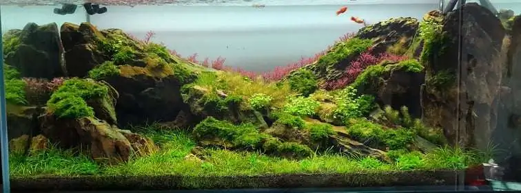 Step by step progression IAPLC 2020 Rank 254 - When the flood passed