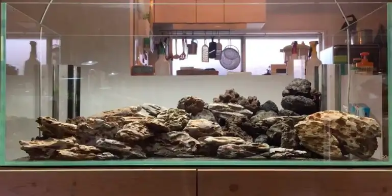 Steps progression IAPLC 2020 Rank 28 Healing Path - Eri Tokusashi / Japan