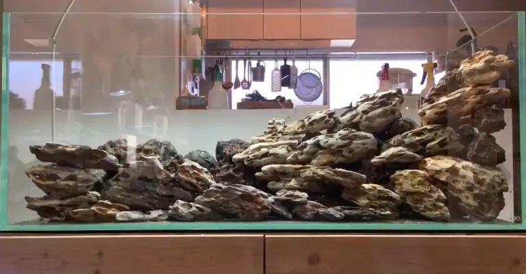 Steps progression IAPLC 2020 Rank 28 Healing Path - Eri Tokusashi / Japan