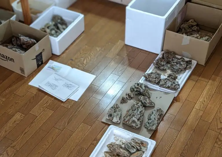 Steps progression IAPLC 2020 Rank 28 Healing Path - Eri Tokusashi / Japan