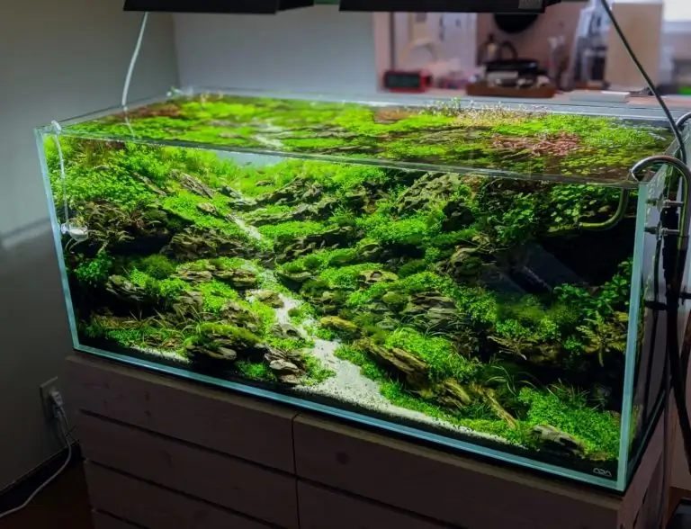 Steps progression IAPLC 2020 Rank 28 Healing Path - Eri Tokusashi / Japan