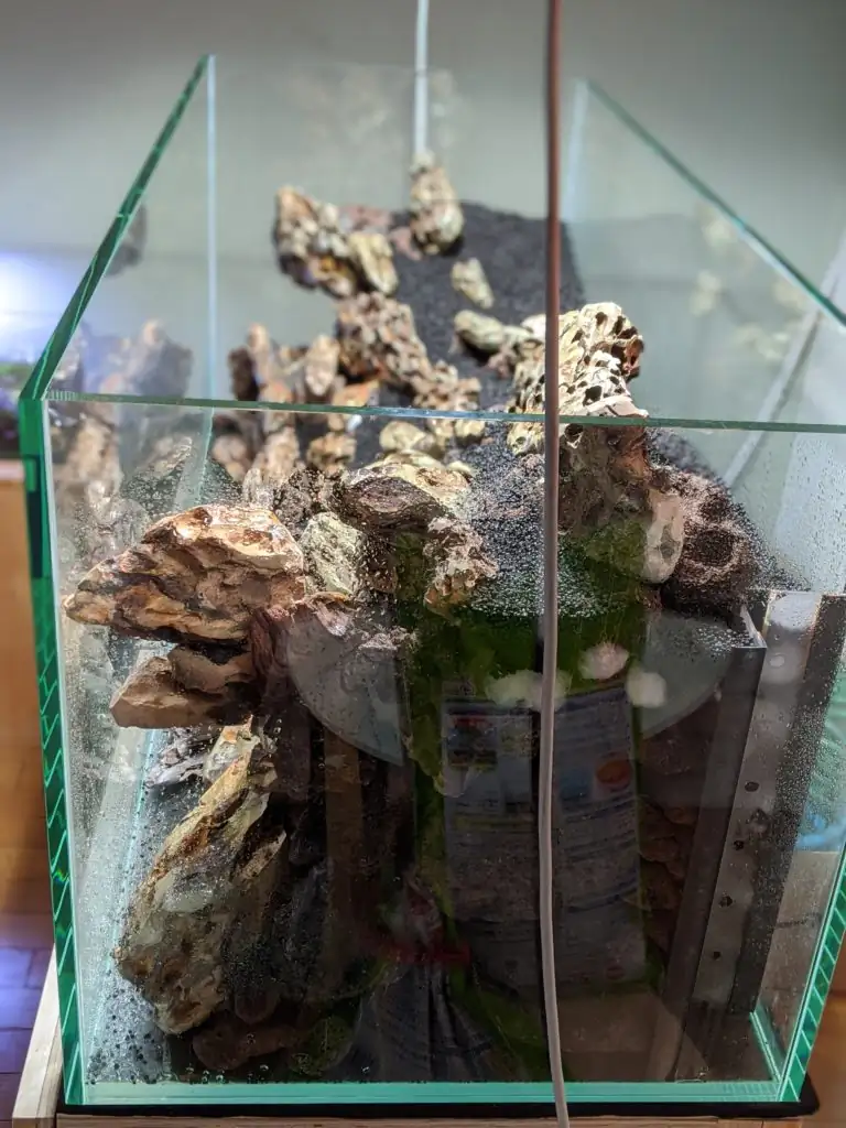 Steps progression IAPLC 2020 Rank 28 Healing Path - Eri Tokusashi / Japan