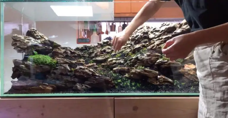 Steps progression IAPLC 2020 Rank 28 Healing Path - Eri Tokusashi / Japan