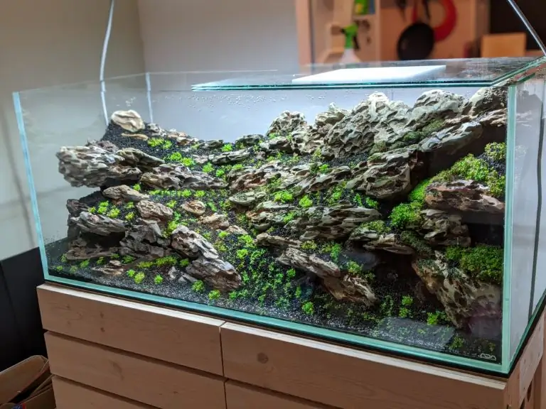 Steps progression IAPLC 2020 Rank 28 Healing Path - Eri Tokusashi / Japan