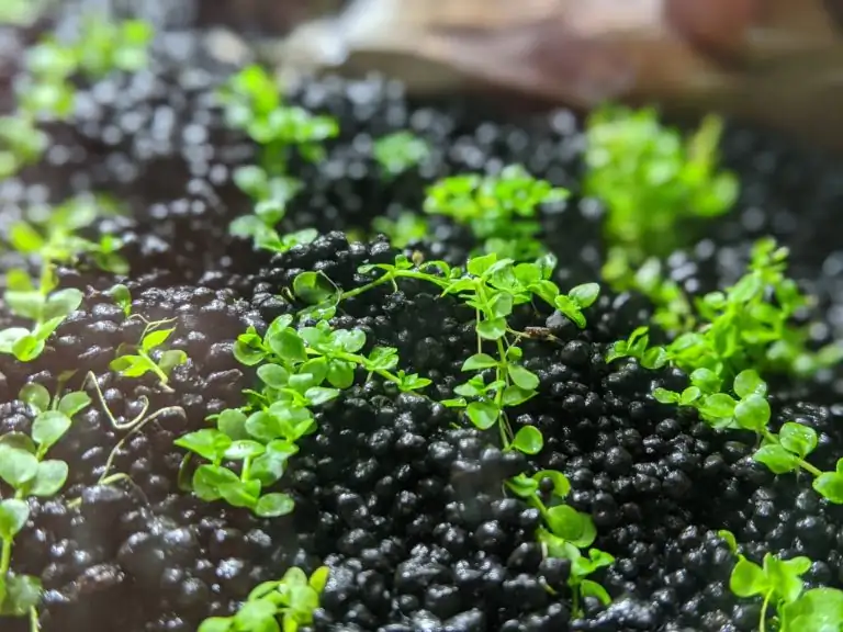 Steps progression IAPLC 2020 Rank 28 Healing Path - Eri Tokusashi / Japan