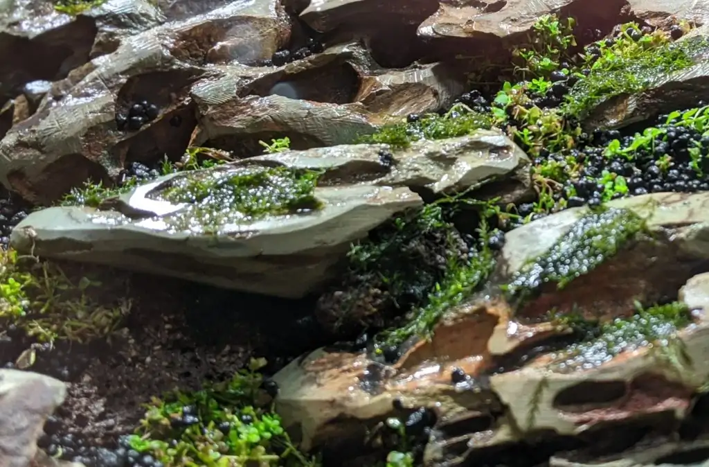 Steps progression IAPLC 2020 Rank 28 Healing Path - Eri Tokusashi / Japan