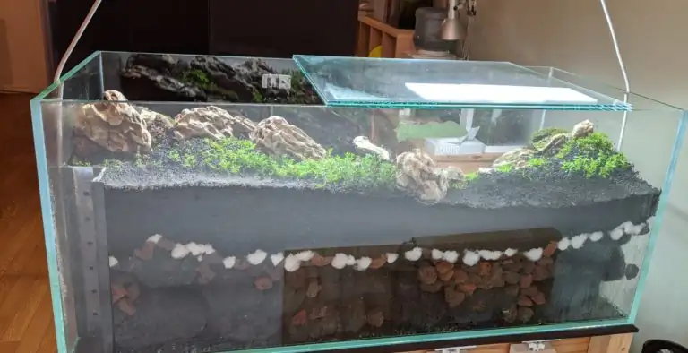 Steps progression IAPLC 2020 Rank 28 Healing Path - Eri Tokusashi / Japan