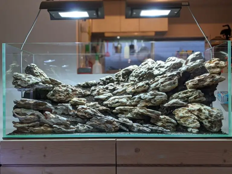 Steps progression IAPLC 2020 Rank 28 Healing Path - Eri Tokusashi / Japan