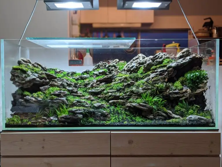 Steps progression IAPLC 2020 Rank 28 Healing Path - Eri Tokusashi / Japan