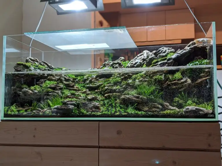 Steps progression IAPLC 2020 Rank 28 Healing Path - Eri Tokusashi / Japan