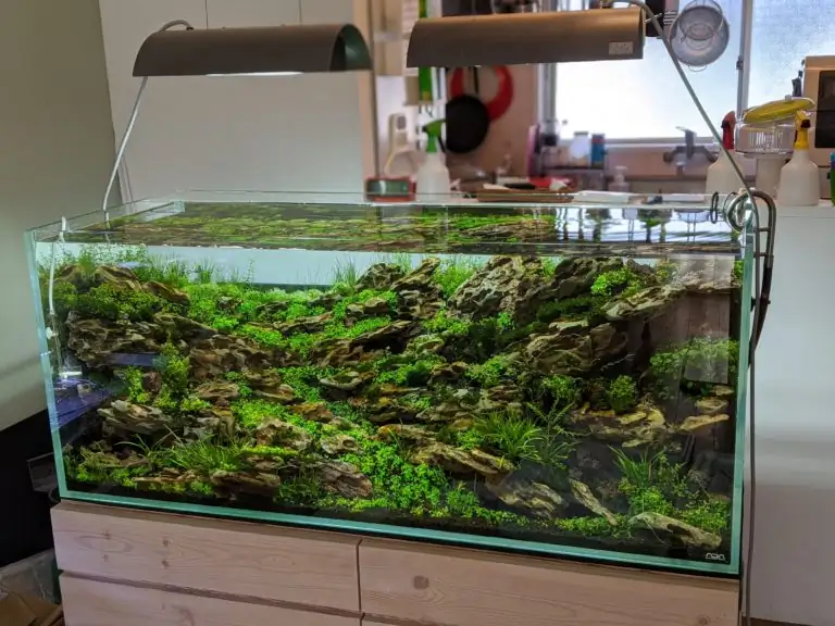 Steps progression IAPLC 2020 Rank 28 Healing Path - Eri Tokusashi / Japan