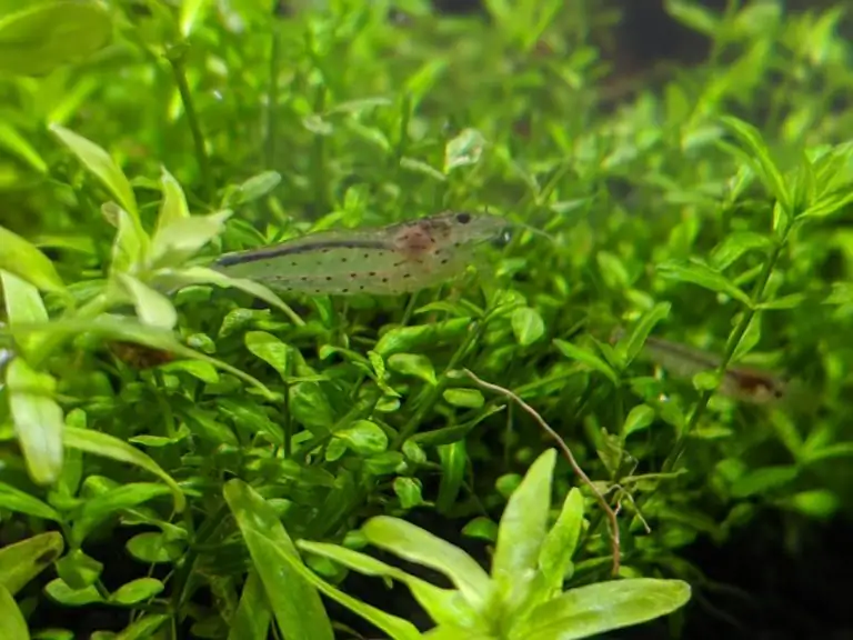 Steps progression IAPLC 2020 Rank 28 Healing Path - Eri Tokusashi / Japan