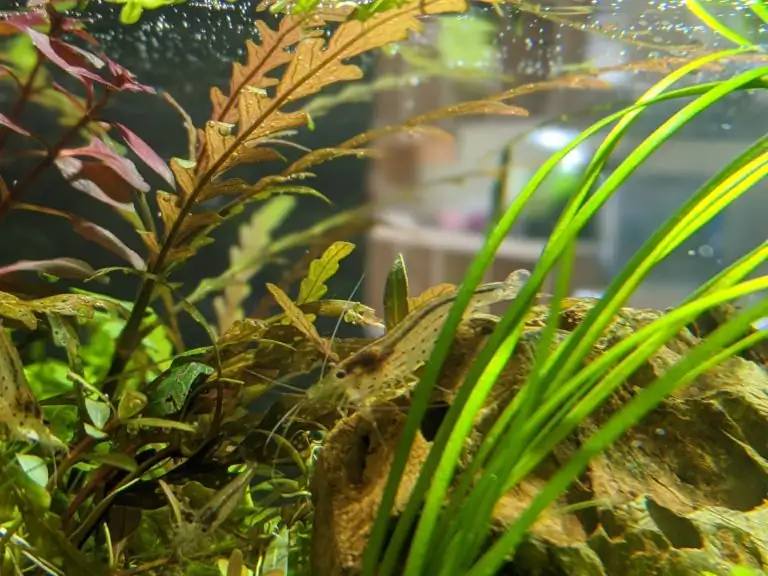 Steps progression IAPLC 2020 Rank 28 Healing Path - Eri Tokusashi / Japan