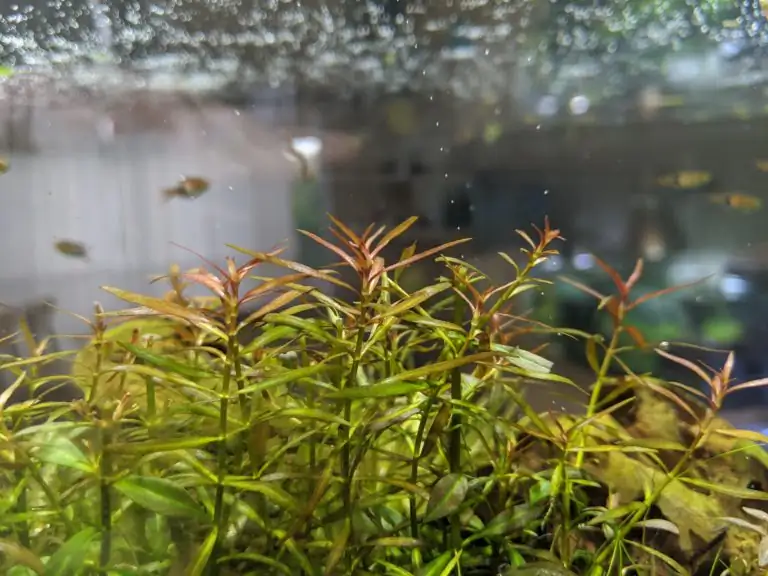 Steps progression IAPLC 2020 Rank 28 Healing Path - Eri Tokusashi / Japan