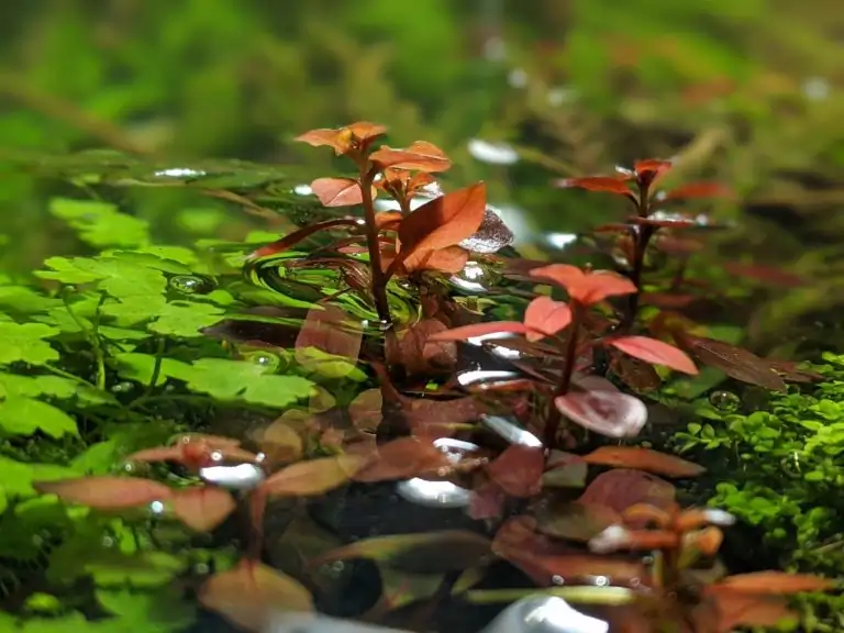 Steps progression IAPLC 2020 Rank 28 Healing Path - Eri Tokusashi / Japan