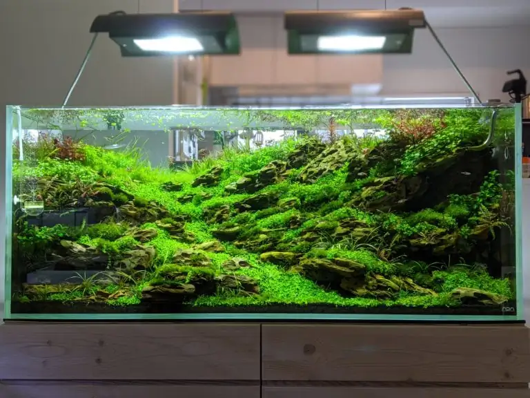 Steps progression IAPLC 2020 Rank 28 Healing Path - Eri Tokusashi / Japan