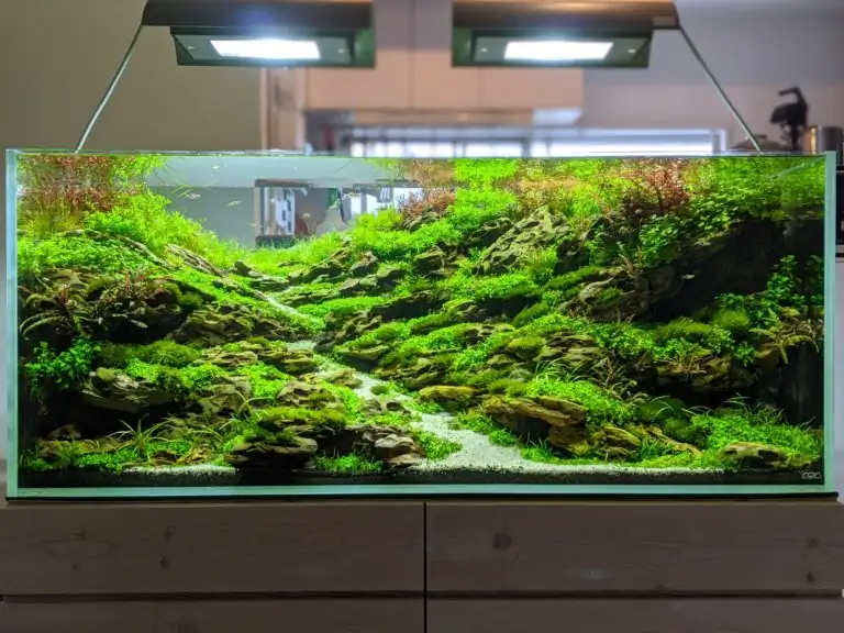 Steps progression IAPLC 2020 Rank 28 Healing Path - Eri Tokusashi / Japan