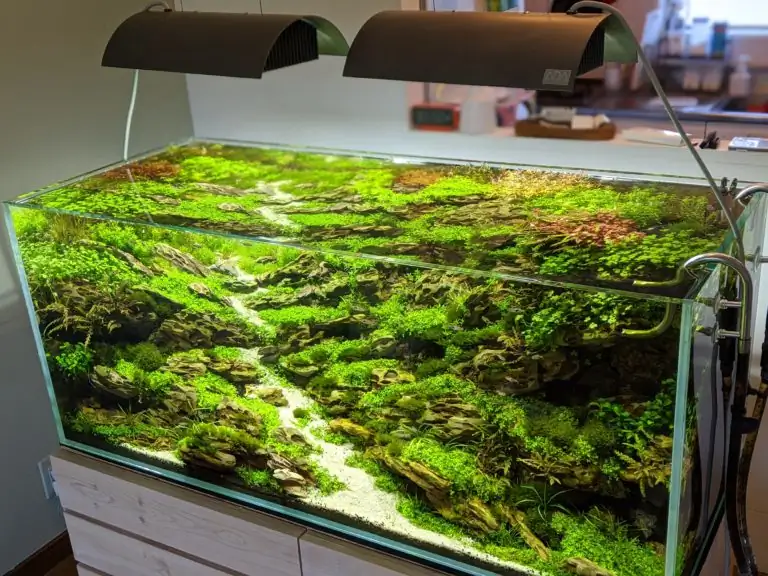 Steps progression IAPLC 2020 Rank 28 Healing Path - Eri Tokusashi / Japan