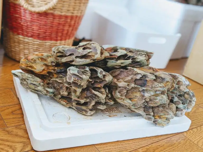 Steps progression IAPLC 2020 Rank 28 Healing Path - Eri Tokusashi / Japan