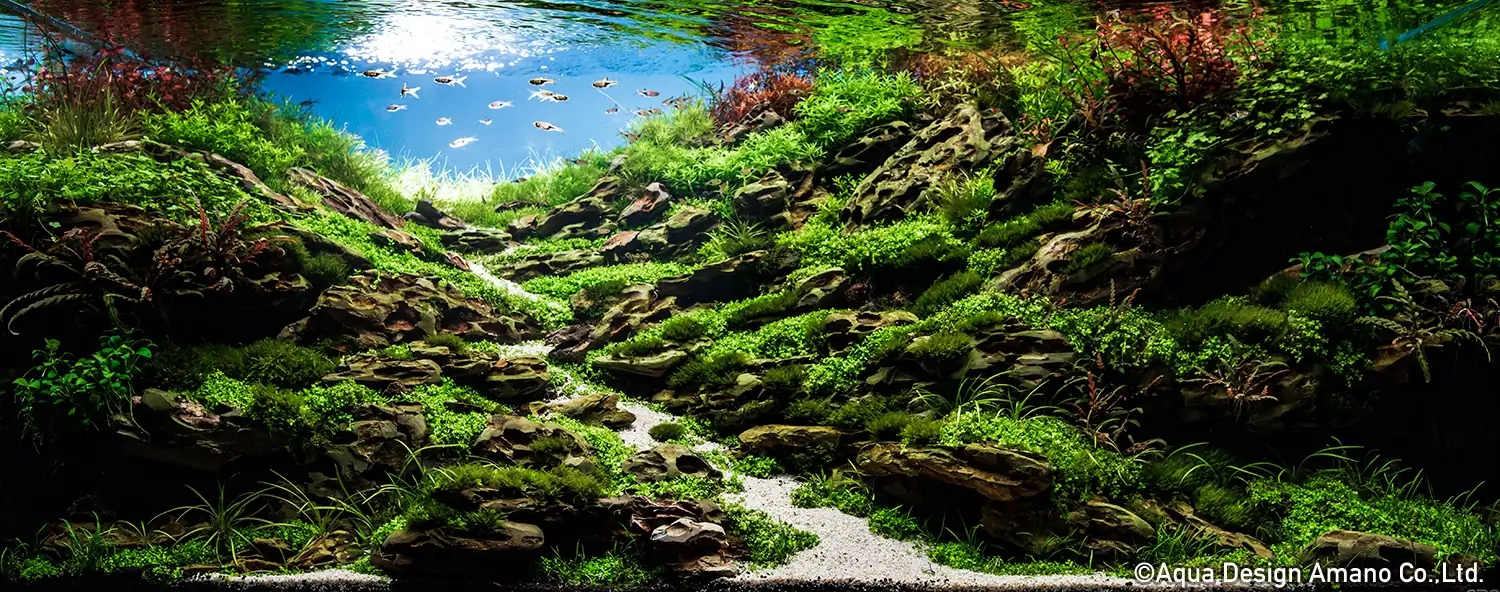 Steps progression IAPLC 2020 Rank 28 Healing Path - Eri Tokusashi / Japan