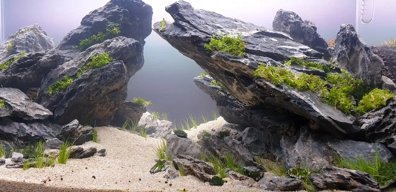How to make nature aquarium - IAPLC 2020 Rank 289 - The Arising