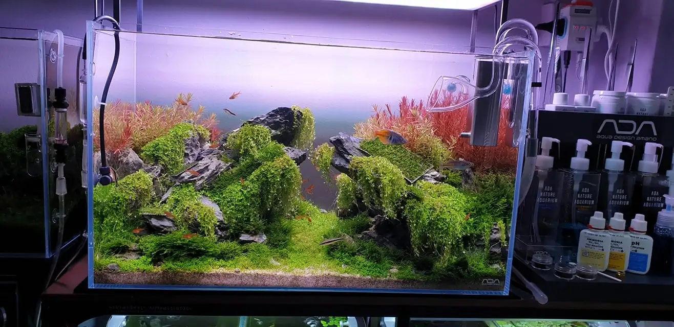 How to make nature aquarium - IAPLC 2020 Rank 289 - The Arising