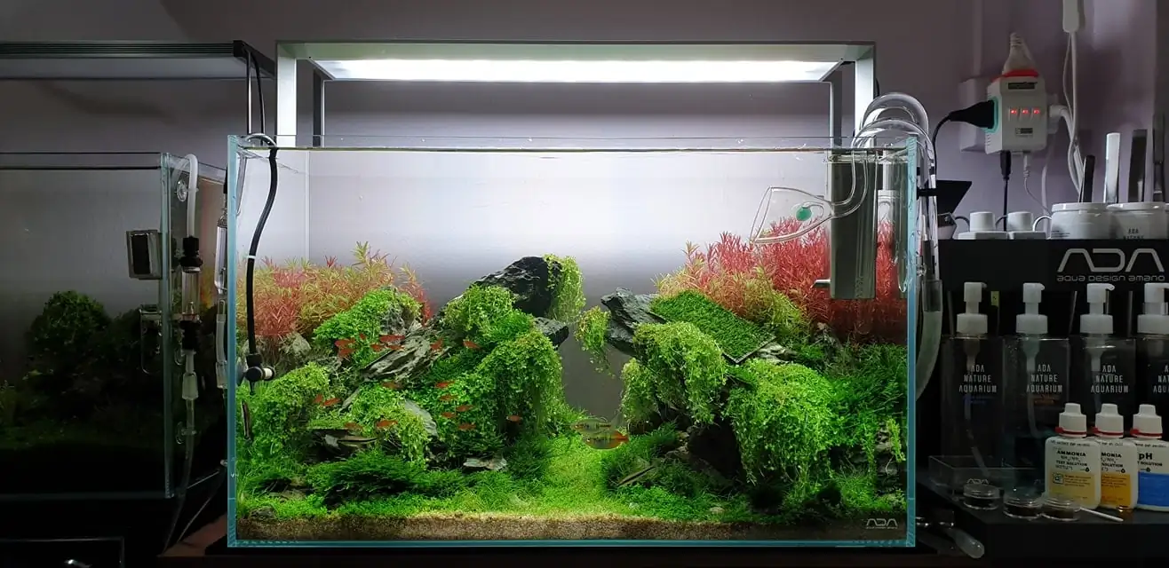 How to make nature aquarium - IAPLC 2020 Rank 289 - The Arising