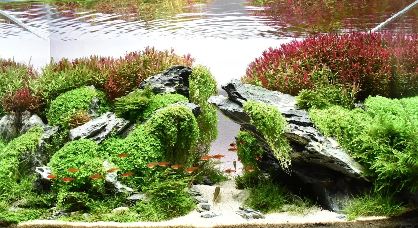 How to make nature aquarium - IAPLC 2020 Rank 289 - The Arising