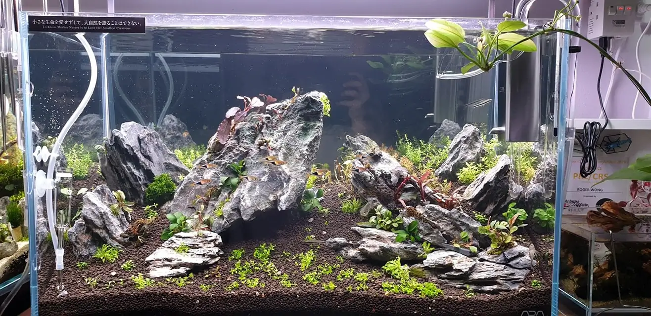 How to make nature aquarium - IAPLC 2020 Rank 289 - The Arising