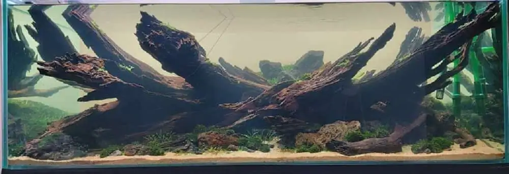 Step by step progression IAPLC 2020 Rank 3 - Pure 