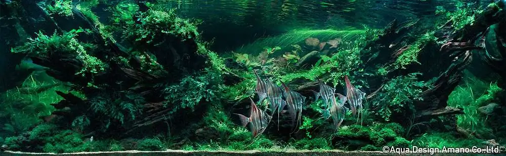 Step by step progression IAPLC 2020 Rank 3 - Pure 