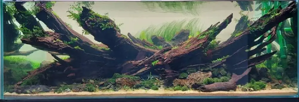 Step by step progression IAPLC 2020 Rank 3 - Pure 