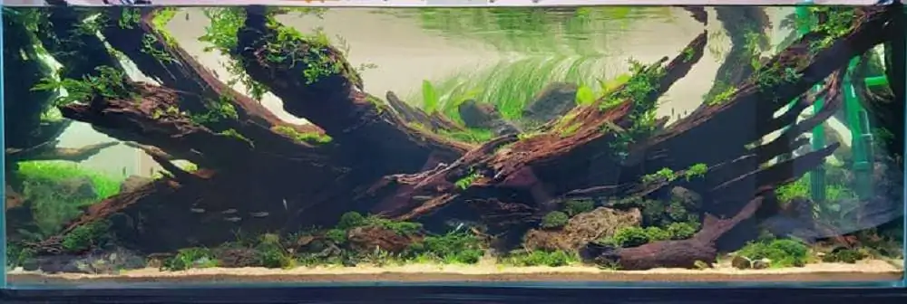 Step by step progression IAPLC 2020 Rank 3 - Pure 