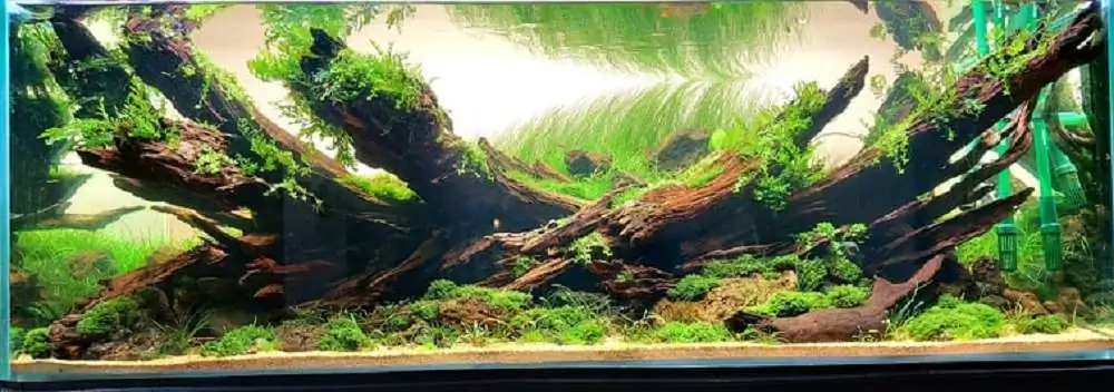 Step by step progression IAPLC 2020 Rank 3 - Pure 